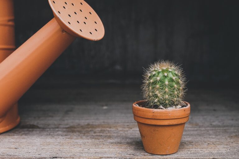 A cactus with watering can showing how fractional writing can address certain pain points