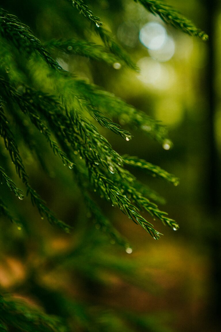 Close-up of an evergreen pine branch with fresh needles and water droplets, symbolising sustained clarity, consistency, and low-effort content systems that remain relevant over time