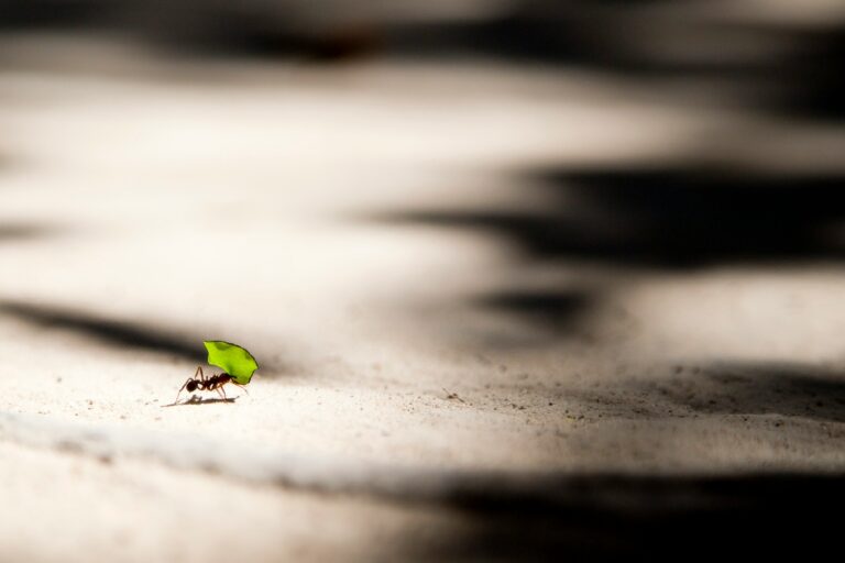 Ant carrying a leaf many times its size, symbolising how small, consistent effort builds high-quality content that supports growth for small-to-mid-sized businesses.